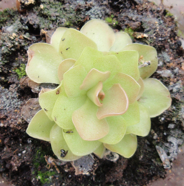 pinguicula P8072609-2