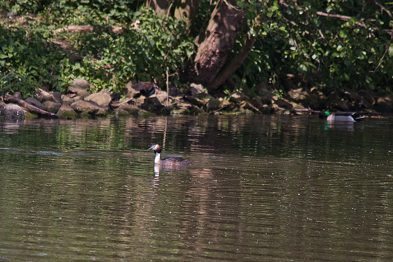 20110510 2167RTw [D~BI] Haubentaucher (Podiceps cristatus), Stockente, Bielefeld