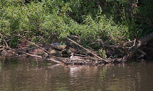 20110510 2163RTw [D~BI] Haubentaucher (Podiceps cristatus), Bielefeld