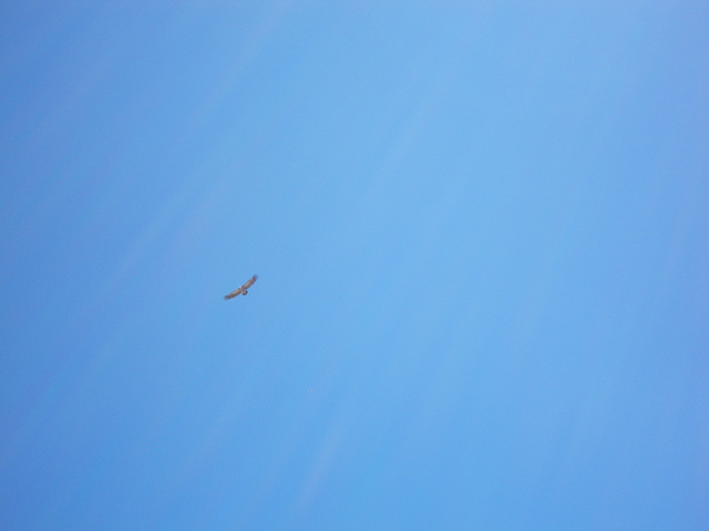Au sommet du Touron du Néouvielle : vautour.