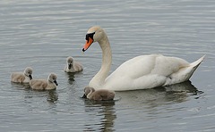 Famille cygne