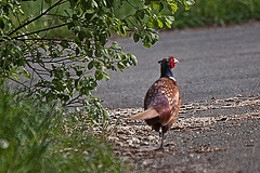 20110506 2016RTw [D-PB] Fasan (Phasianus colchicus), Delbrück