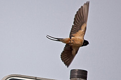 20110506 2014RTw [D-PB] Rauchschwalbe (Hirundo rustica), Steinhorster Becken,Delbrück