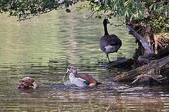 20110510 2156RTw [D~BI] Nilgans, Kanadagans, Bielefeld