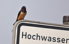 20110506 2013RTw [D-PB] Rauchschwalbe (Hirundo rustica), Steinhorster Becken,Delbrück