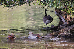 20110510 2155RTw [D~BI] Nilgans, Kanadagans, Bielefeld