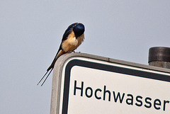 20110506 2012RTw [D-PB] Rauchschwalbe (Hirundo rustica), Steinhorster Becken,Delbrück