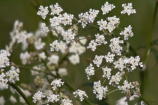 20110506 2008RTw [D-PB] Wiesenkerbel, Steinhorster Becken, Delbrück