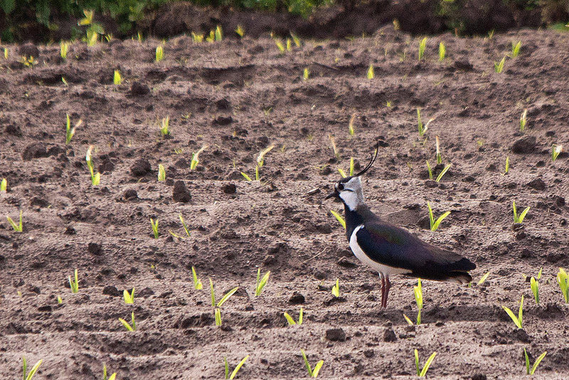 20110506 2007RTw [D-PB] Kiebitz (Vanellus vanellus), Steinhorster Becken, Delbrück