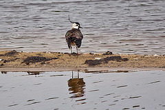 20110506 2004RTw [D-PB] Kiebitz (Vanellus vanellus), Steinhorster Becken, Delbrück