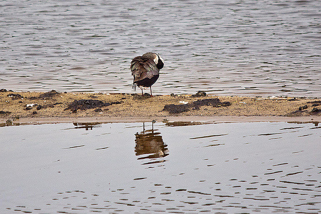 20110506 2002RTw [D-PB] Kiebitz (Vanellus vanellus), Steinhorster Becken, Delbrück