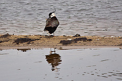 20110506 1998RTw [D-PB] Kiebitz (Vanellus vanellus), Steinhorster Becken, Delbrück