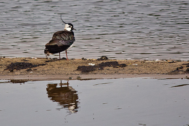 20110506 1997RTw [D-PB] Kiebitz (Vanellus vanellus), Steinhorster Becken, Delbrück