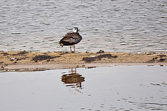 20110506 1993RTw [D-PB] Kiebitz (Vanellus vanellus), Steinhorster Becken, Delbrück