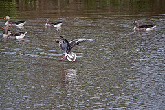 20110506 1992RTw [D-PB] Graugans, Delbrück