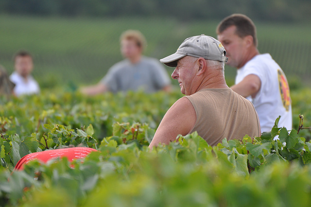 VENDANGES EN CHAMPAGNE