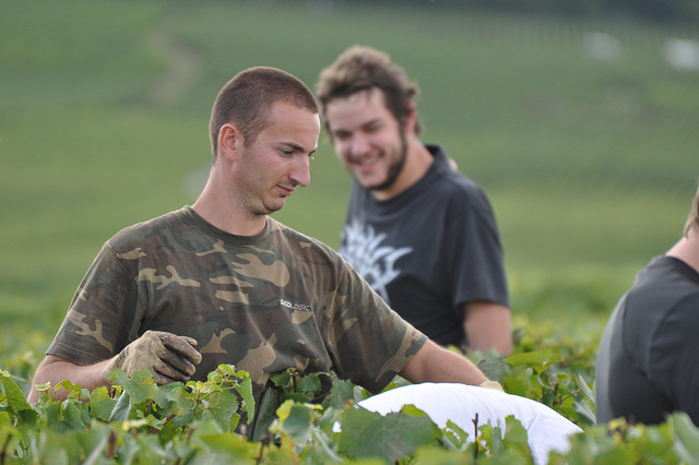 VENDANGES EN CHAMPAGNE