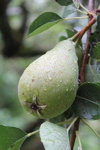 Poire , après l'orage