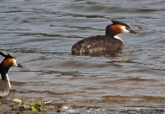 20110506 1964RTw [D-PB] Haubentaucher-Paar  (Podiceps cristatus), Delbrück