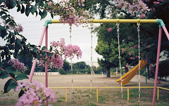 School ground in summer vacation