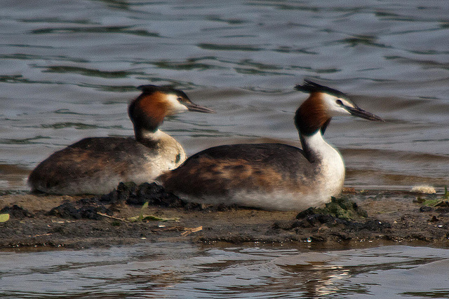 20110506 1963RTw [D-PB] Haubentaucher-Paar  (Podiceps cristatus), Delbrück