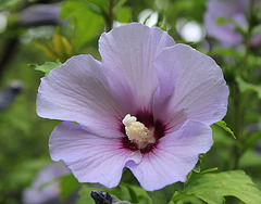 Hibiscus syriacus bleu 3