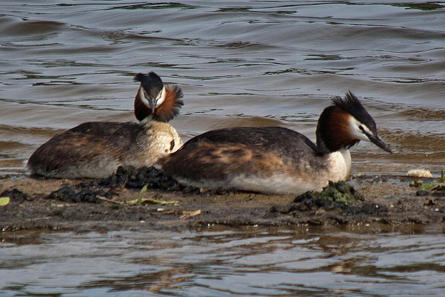 20110506 1960RTw [D-PB] Haubentaucher-Paar  (Podiceps cristatus), Delbrück