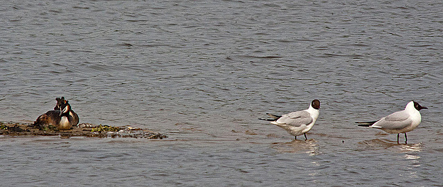 20110506 1941RTw [D-PB] Haubentaucher-Paar  (Podiceps cristatus), Lachmöwe (Chroicocephalus ridibundus), Delbrück