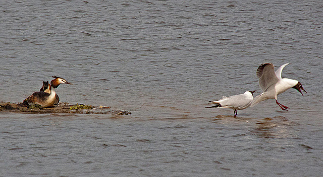 20110506 1940RTw [D-PB] Haubentaucher-Paar  (Podiceps cristatus), Lachmöwe (Chroicocephalus ridibundus), Delbrück