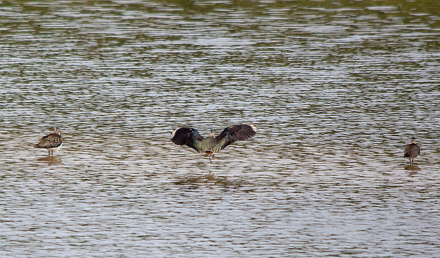 20110506 1932RTw [D-PB] Kiebitz (Vanellus vanellus), Steinhorster Becken, Delbrück