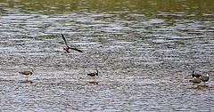 20110506 1931RTw [D-PB] Kiebitz (Vanellus vanellus), Steinhorster Becken, Delbrück