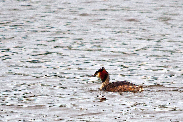 20110506 1920RTw [D-PB] Haubentaucher (Podiceps cristatus), Delbrück