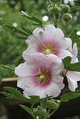 Althaea rosea -Rose trémière