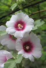 Althaea rosea -Rose trémière