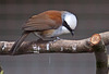 20110416 0766RAw [D~LIP] Weißhaubenhäherling (Garrulax leucolophus), Detmold-Heiligenkirchen