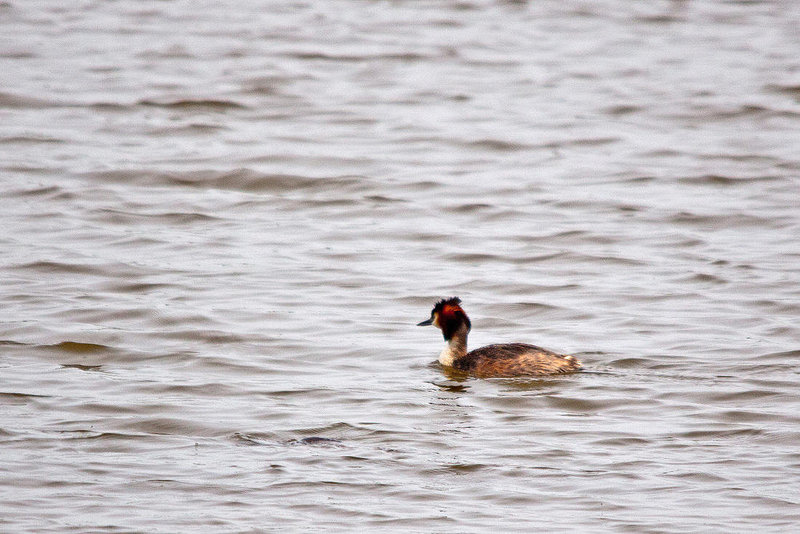 20110506 1916RTw [D-PB] Haubentaucher (Podiceps cristatus), Delbrück