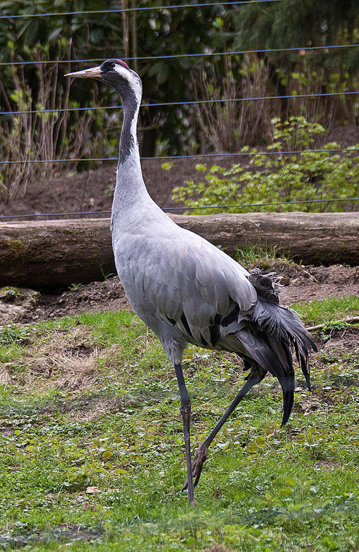 20110416 0783RAw [D~LIP] Kranich (Grus grus)