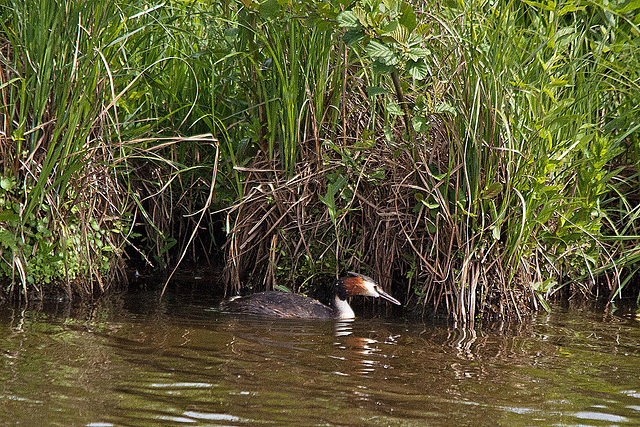 20110506 1909RTw [D-PB] Haubentaucher (Podiceps cristatus), Delbrück