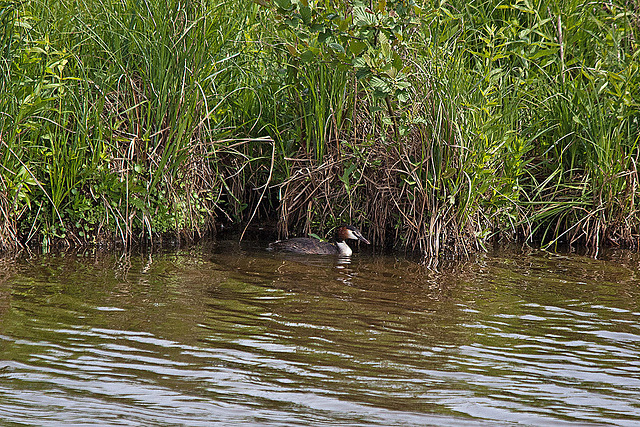 20110506 1908RTw [D-PB] Haubentaucher (Podiceps cristatus), Delbrück