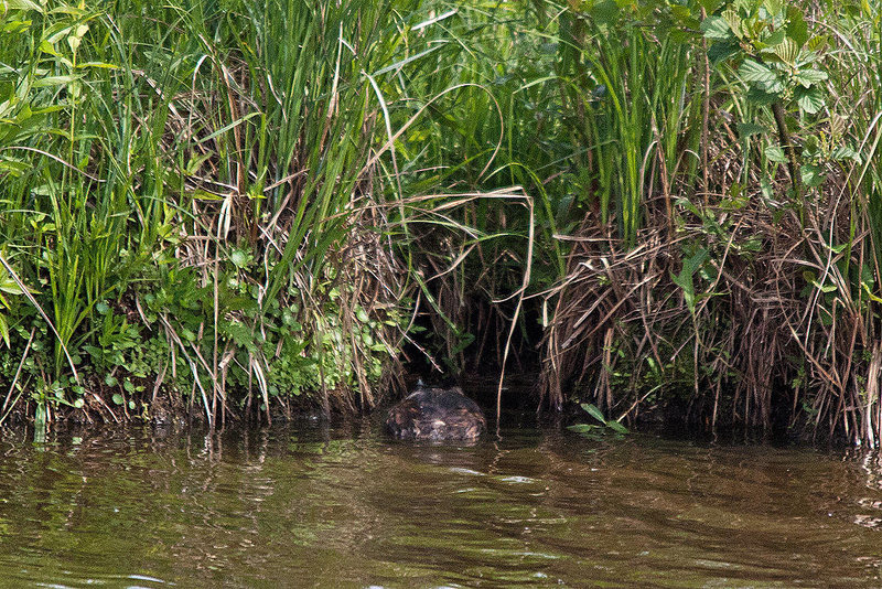 20110506 1907RTw [D-PB] Haubentaucher (Podiceps cristatus), Delbrück
