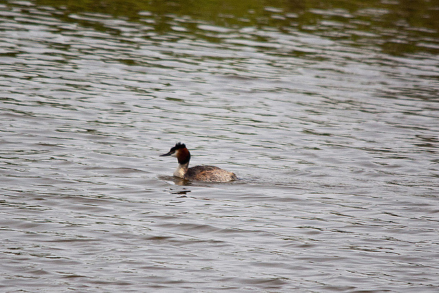 20110506 1903RTw 8D-PB] Haubentaucher (Podiceps cristatus), Delbrück