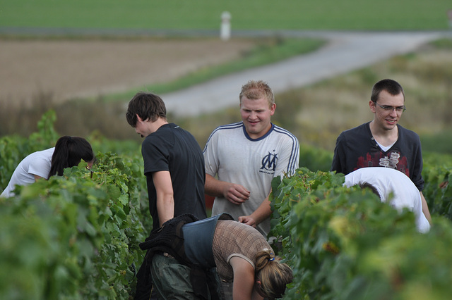 VENDANGES EN CHAMPAGNE