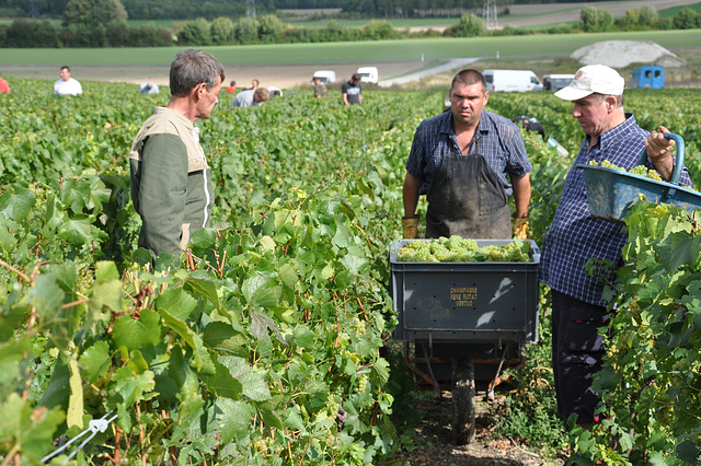 VENDANGES EN CHAMPAGNE