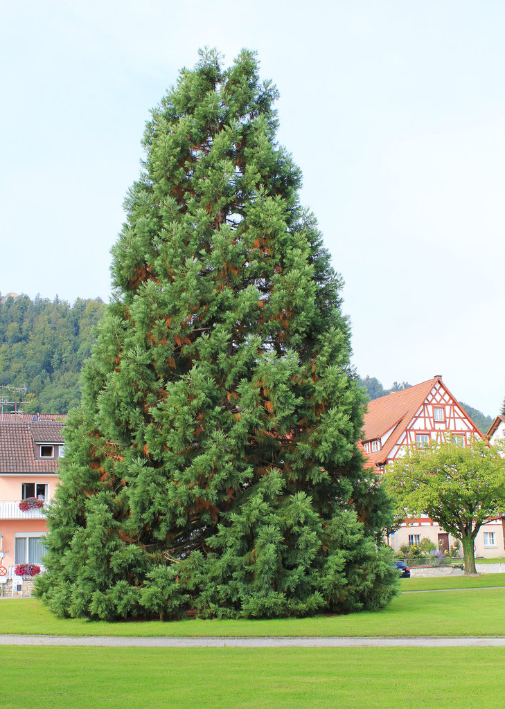 Lebensbaum