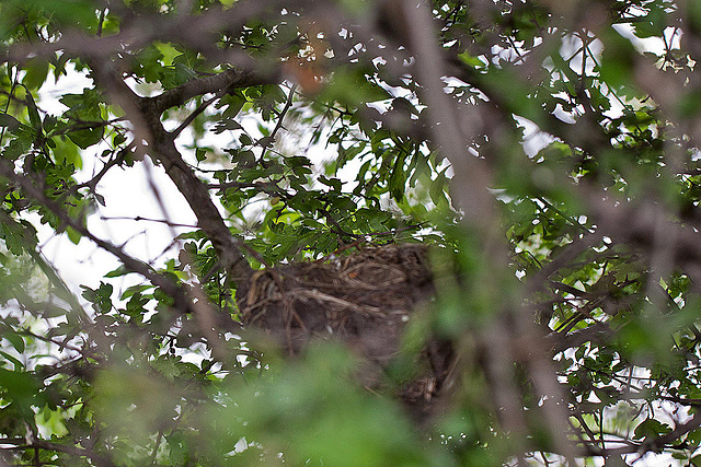 20110506 1895RWw [D-PB] Vogelnest