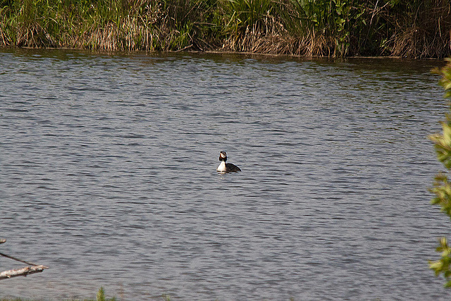 20110506 1889RTw [D-PB] Haubentaucher (Podiceps cristatus), Delbrück