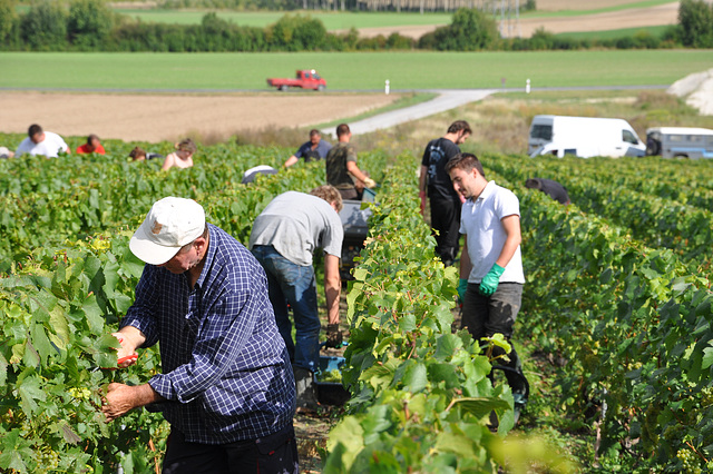 VENDANGES EN CHAMPAGNE