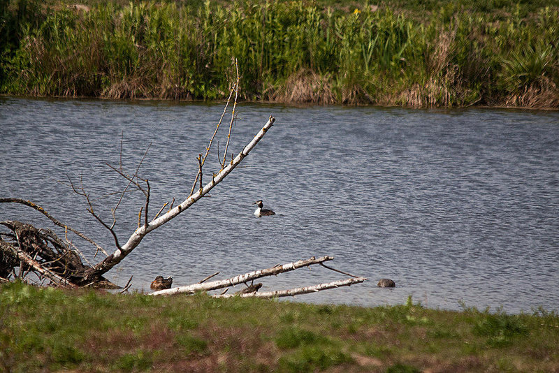 20110506 1885RTw [D-PB] Haubentaucher (Podiceps cristatus, Enten, Delbrück