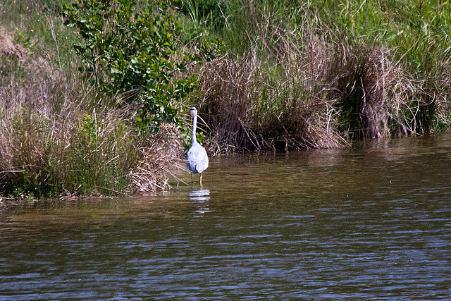 20110506 1880RTw [D-PB] Graureiher