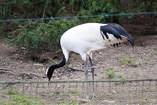 20110416 0805RAw [D~LIP] Mandschurenkranich